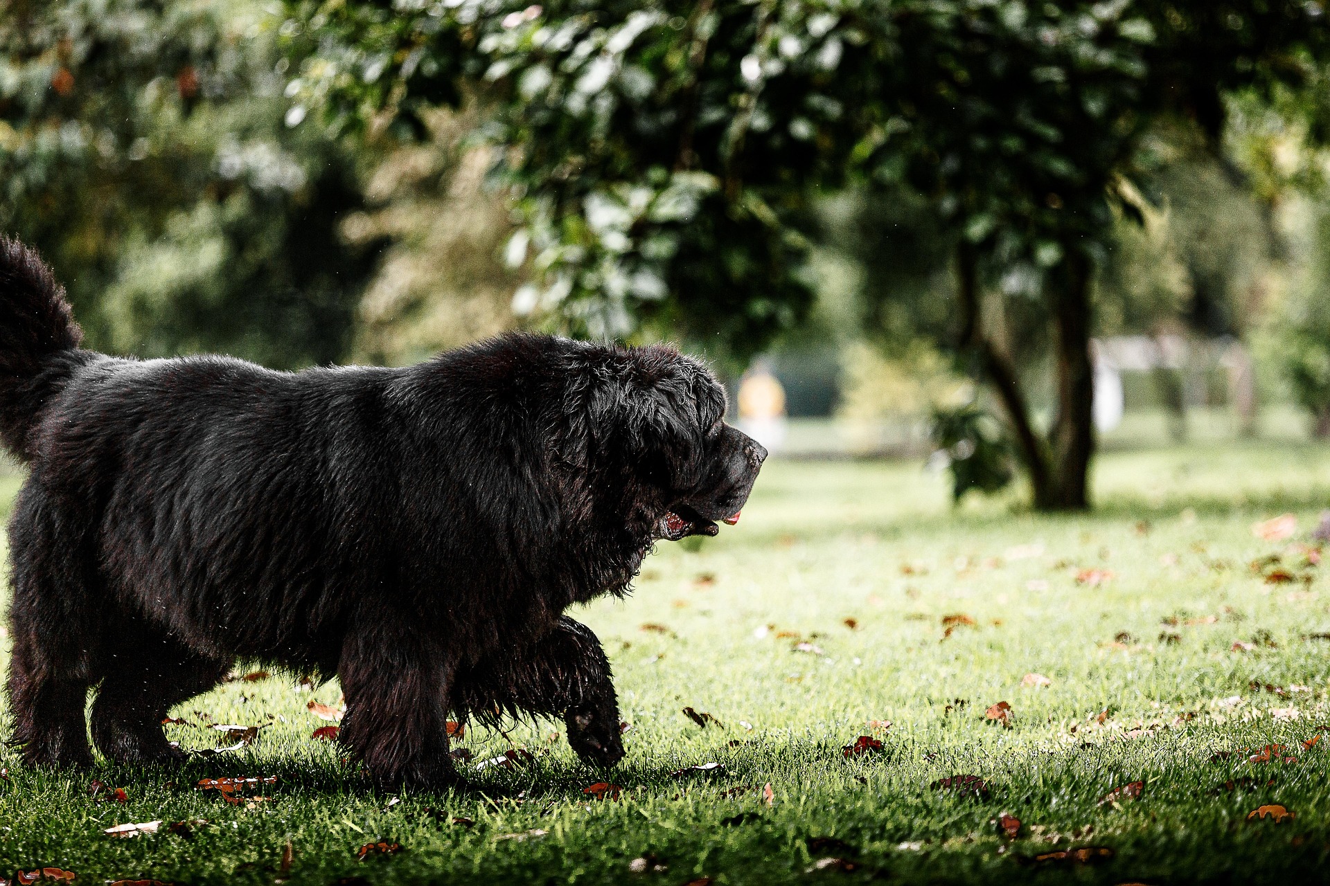 newfoundland dog 6809305 19201