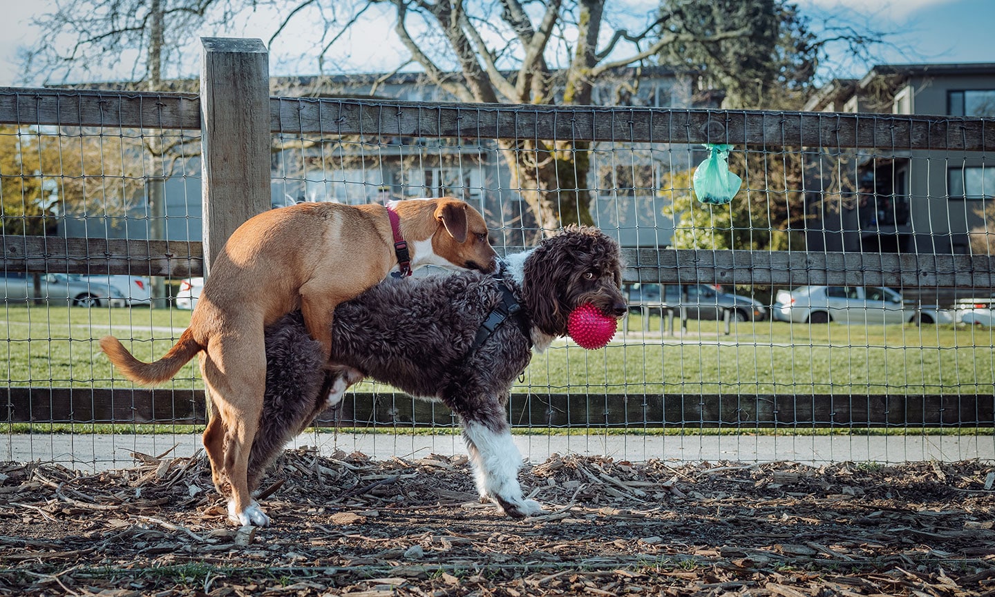 why do dogs hump