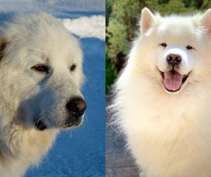 Great Pyrenees vs Samoyed