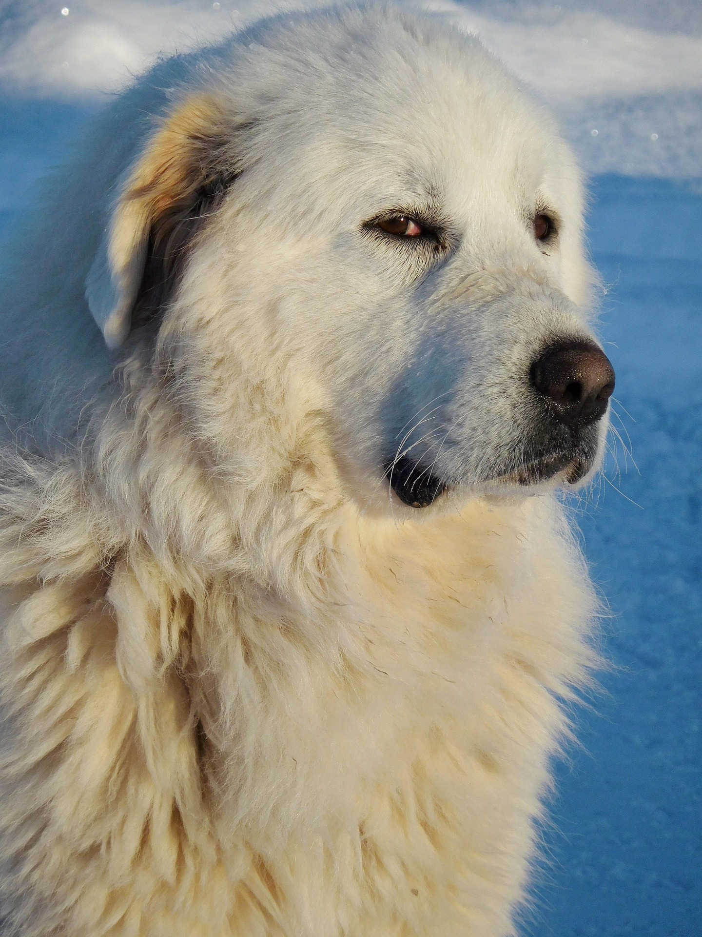 great pyrenees 2532672 19201