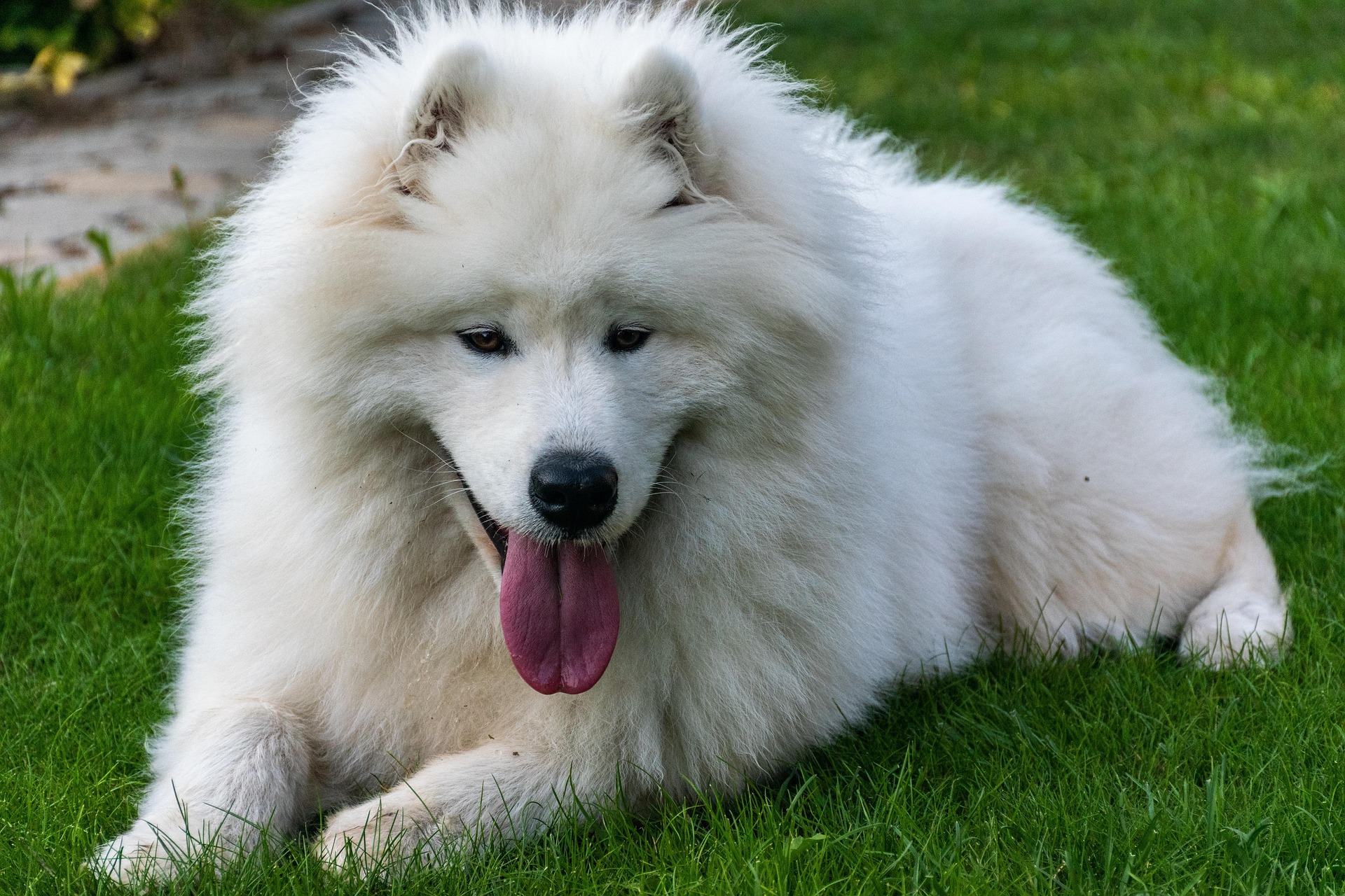 samoyed 6553668 1920